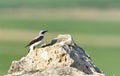 Northern Wheatear Oenanthe oenanthe