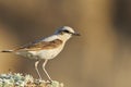 Northern Wheatear Oenanthe oenanthe