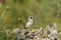 Northern Wheatear Oenanthe oenanthe