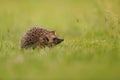 Northern white-breasted hedgehog sniffing on meadow with copy space.