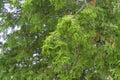 Northern White Cedar Fruits 809091