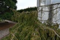 Northern white cedar in Latin Thuja occidentalis Pendula is the weeping form of the occidental arborvitae.