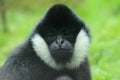 Northern white-cheeked gibbon