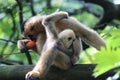 Northern white-cheeked gibbon, Nomascus leucogenys Royalty Free Stock Photo