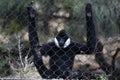 Northern white-cheeked gibbon