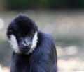 Northern white-cheeked gibbon portrait