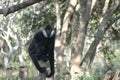 Northern White-cheeked Gibbon Swinging From Tree to Tree in the Jungle.