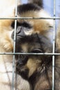 Northern white-cheeked gibbons under bars