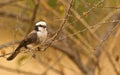 The Northern White-crowned Shrike
