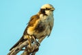 Northern White Crowned Shrike