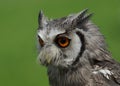 Northern White Faced Owl