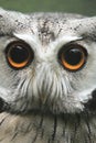 Northern White-faced Owl