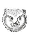 Northern White-Faced Owl Head Cartoon Retro Drawing