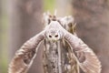 Northern White-faced Owl Otus leucotis