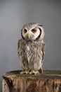 Northern white-faced owl Ptilopsis leucotis studio portrait