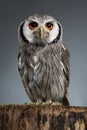 Northern white-faced owl Ptilopsis leucotis studio portrait