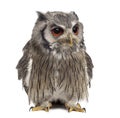 Northern white-faced owl - Ptilopsis leucotis Royalty Free Stock Photo