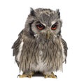 Northern white-faced owl - Ptilopsis leucotis Royalty Free Stock Photo