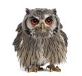 Northern white-faced owl - Ptilopsis leucotis