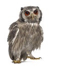 Northern white-faced owl - Ptilopsis leucotis