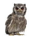 Northern white-faced owl - Ptilopsis leucotis