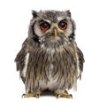 Northern white-faced owl - Ptilopsis leucotis