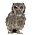 Northern white-faced owl - Ptilopsis leucotis