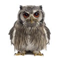 Northern white-faced owl - Ptilopsis leucotis