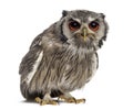 Northern white-faced owl - Ptilopsis leucotis