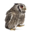 Northern white-faced owl walking - Ptilopsis leucotis Royalty Free Stock Photo