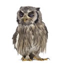 Northern white-faced owl winking - Ptilopsis leucotis 1 year ol