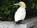 Northern white gannet with a long bird on the stone