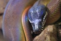 Northern white-lipped python Royalty Free Stock Photo