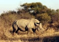 Northern White Rhino Walking through the Bush