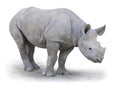 The Northern White Rhinoceros (Ceratotherium simum cottoni). Royalty Free Stock Photo