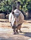 Northern White rhinoceros, Ceratotherium simum cottoni, today only the last two rhinos