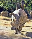 Northern White rhinoceros, Ceratotherium simum cottoni, today only the last two rhinos Royalty Free Stock Photo