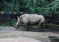 Northern White Rhino side view Royalty Free Stock Photo