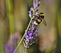 Northern white-tailed bumblebee sitting on a lavender