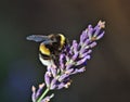 Northern white-tailed bumblebee sitting on a lavender