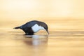 Northern white-throated dipper, cinclus cinclus cinclus, foraging in water