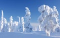 Northern winter. Wintry landscape with snow covered trees and snowy forest. Royalty Free Stock Photo