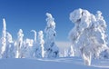 Northern winter. Wintry landscape with snow covered trees and snowy forest.