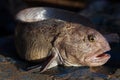 Northern wolffish Royalty Free Stock Photo