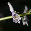 Northern wolfsbane, Aconitum lycoctonum, bursted flower macro, selective focus, shallow DOF