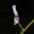 Northern wolfsbane, Aconitum lycoctonum, bursting flower macro, selective focus, shallow DOF