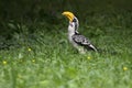 Northern yellow-billed hornbill