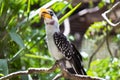 northern yellow-billed hornbill