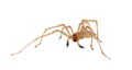 Northern yellow sac spider isolated on white background, Cheiracanthium mildei male Royalty Free Stock Photo