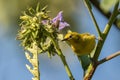 Northern Yellow White-eye - Zosterops senegalensis